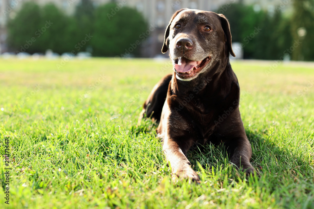Cute brown labrador retriever outdoors on sunny day Cute brown labrador retriever outdoors on sunny day