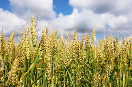 Agriculture  agronomy and farming background.Summer countryside landscape with field of ripening wheat close up in a shallow depth of field against cloudy blue sky. WI  Midwest USA. Harvest concept.