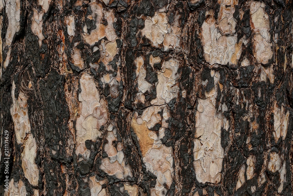 black brown vegetal texture of burnt pine bark black brown vegetal texture of burnt pine bark