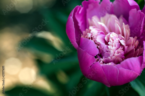Königin der Blumen