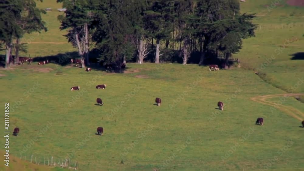 Herd of Cows Graze on a Large Green Field Herd of Cows Graze on a Large Green Field