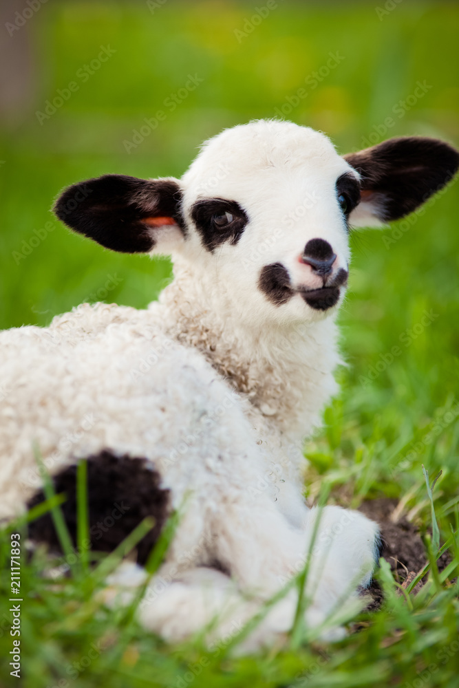 portrait of cute little lamb grazing in green spring meadow portrait of cute little lamb grazing in green spring meadow