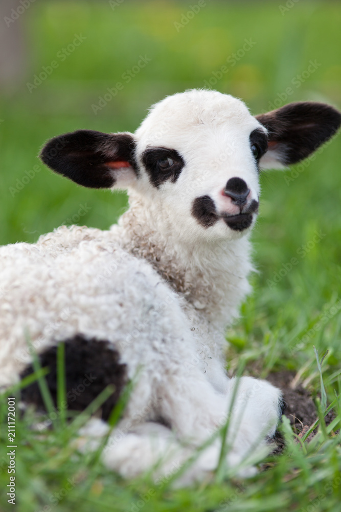 portrait of cute little lamb grazing in green spring meadow portrait of cute little lamb grazing in green spring meadow