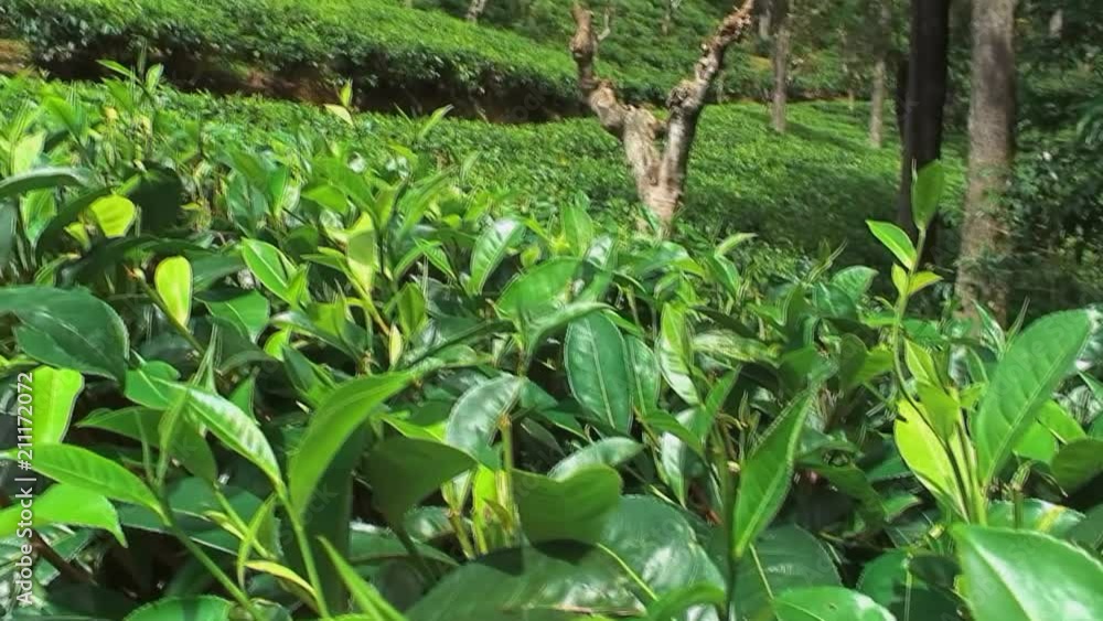 Black Tea Leaves in Haputale Sri Lanka Black Tea Leaves in Haputale Sri Lanka
