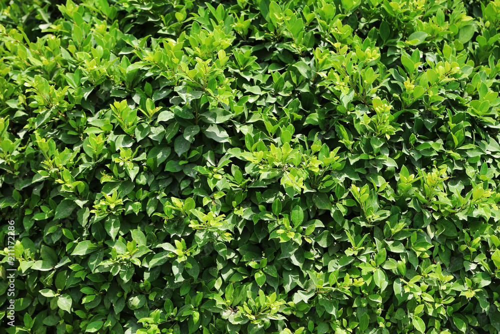 Green plant at tropical resort on sunny day Green plant at tropical resort on sunny day