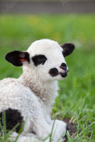 portrait of cute little lamb grazing in green spring meadow