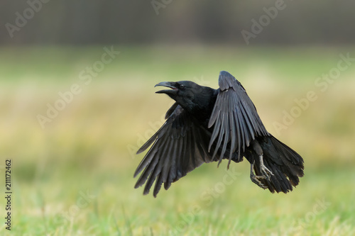 Flight over the meadow/Common Raven