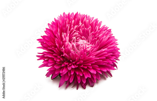 aster flowers isolated