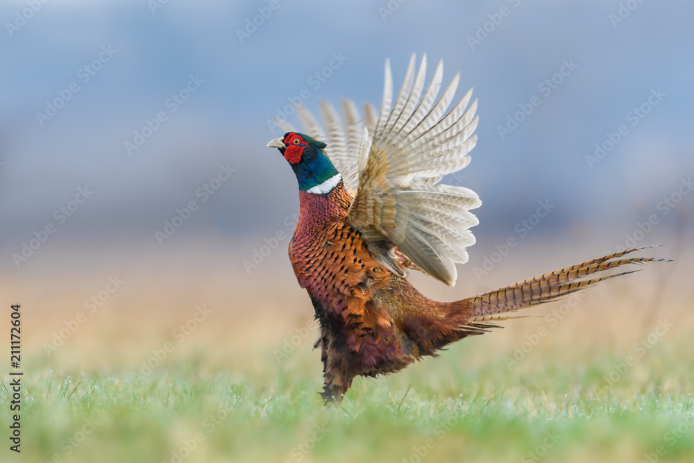 Fototapeta premium Walk the meadow in winter/Common Pheasant