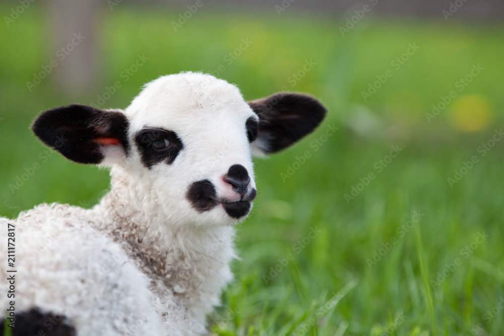 portrait of cute little lamb grazing in green spring meadow portrait of cute little lamb grazing in green spring meadow
