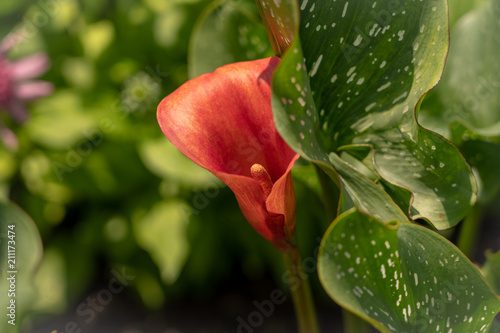 Red Calla Lily photo