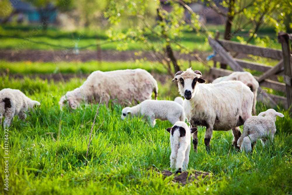 Fototapeta premium cute little lambs playing in green spring meadow