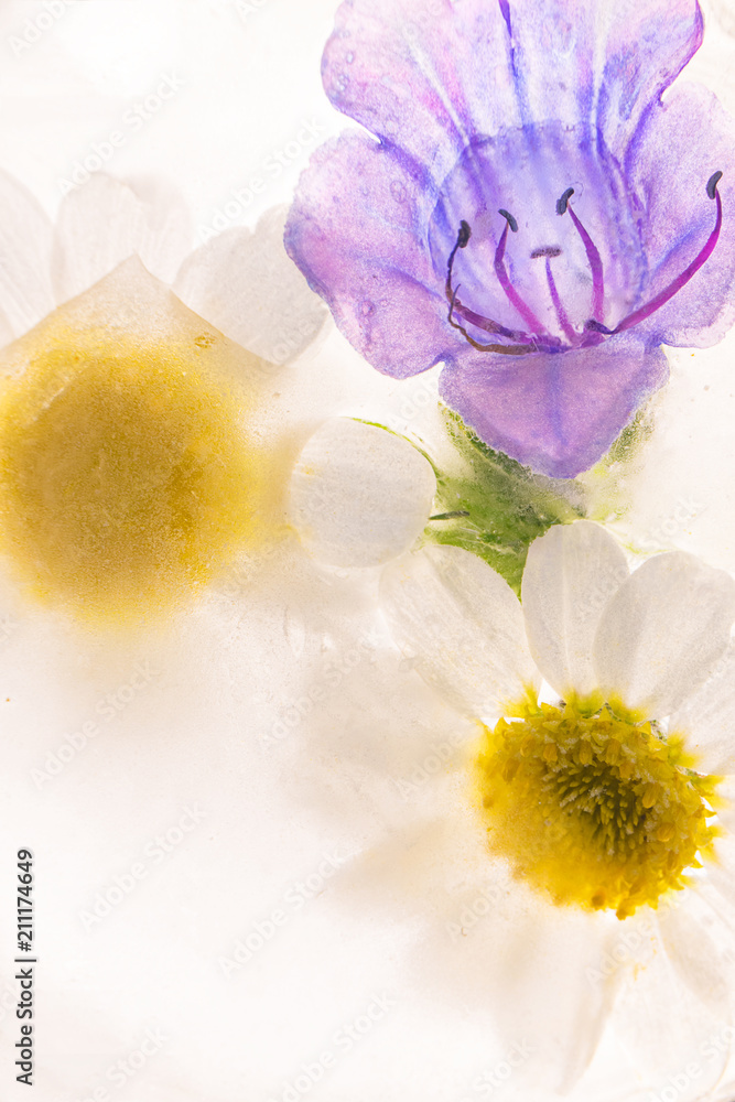 Obraz premium Flores congeladas con extraña iñuminación