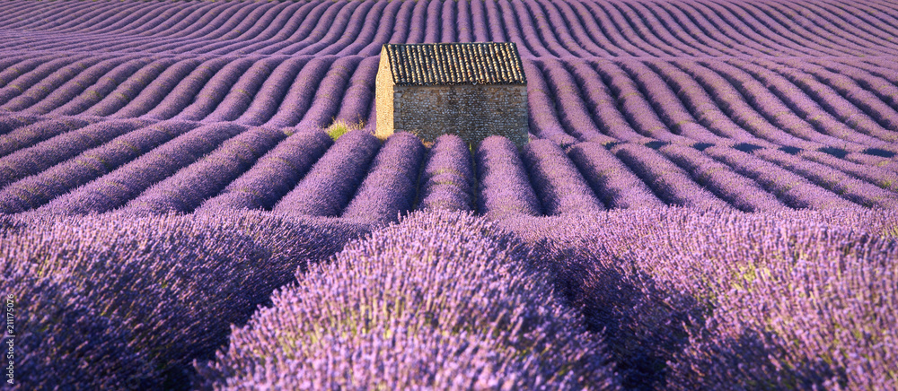 Obraz premium Panoramic view of lavender fields in Valensole with stone house in Summer. Alpes de Haute Provence, France