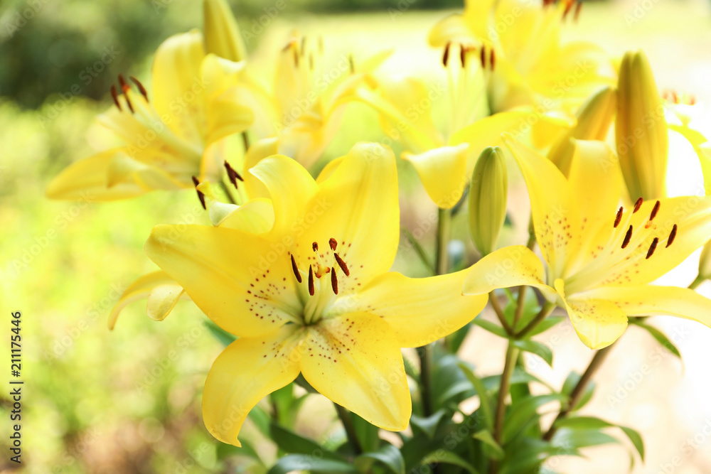 Fototapeta premium Beautiful blooming lily flowers in garden, closeup