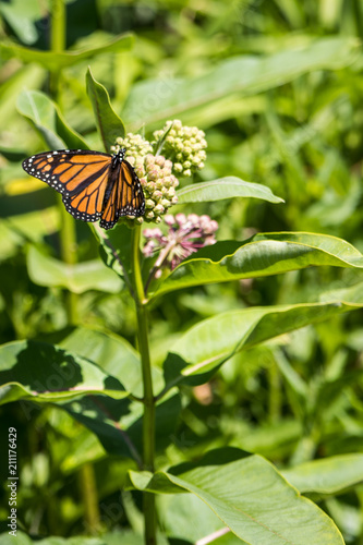 Photography Monarch butterfly on milkweed