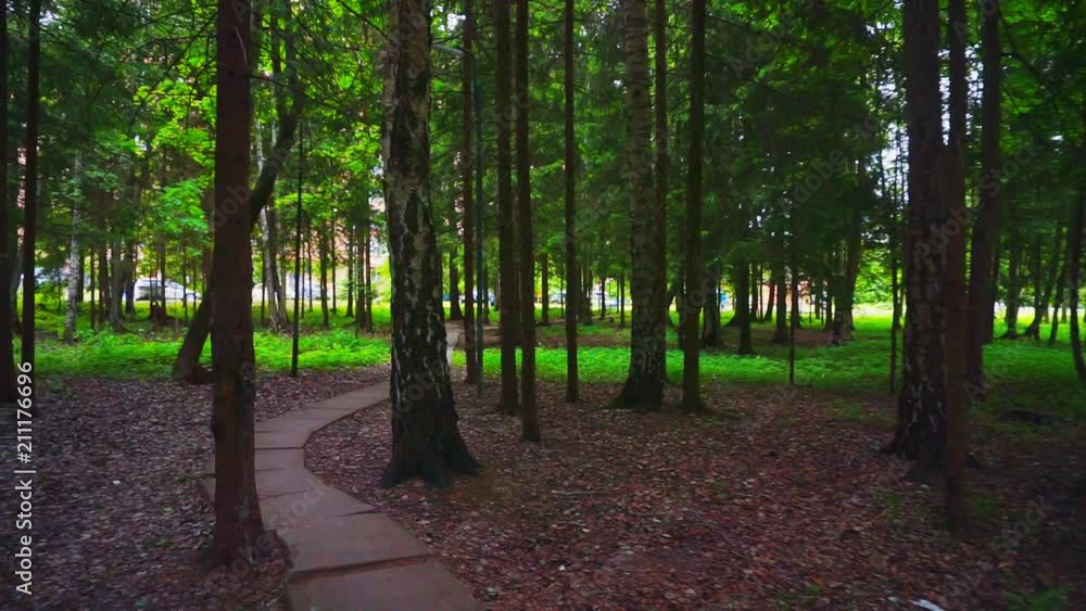 walk along the forest trail on a summer day.first person view.camera flies over the road.Low point shooting. walk along the forest trail on a summer day.first person view.camera flies over the road.Low point shooting.