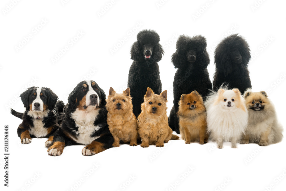 Group or pack of ten dogs sitting and lying down looking at the camera seen from the front with king poodle, bernese mountain dog, norwich terrier and pommerian dogs isolated on a white background