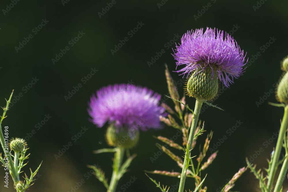 Purple Fuzzy Flower Purple Fuzzy Flower