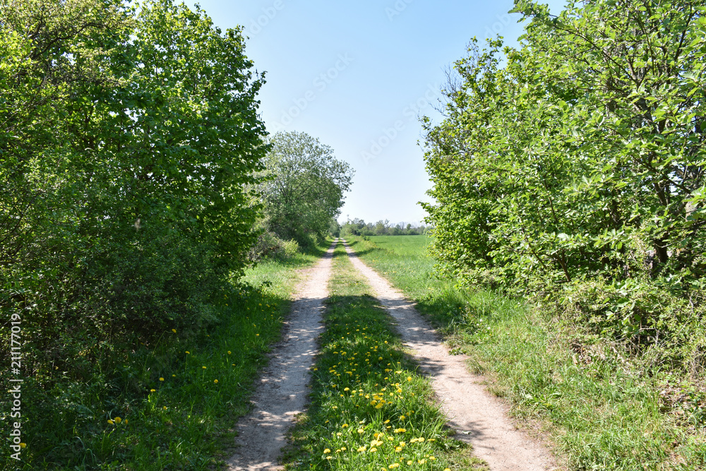 Country road in a lush greenery