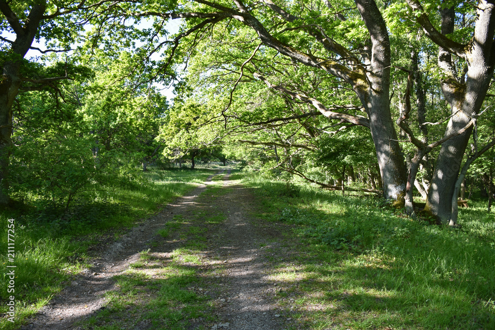 Fototapeta premium Footpath in a green deciduous forest