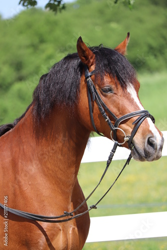 Bay pony mare © Saga Engine Media