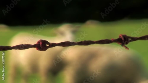 Sheep Graze behind a Wire Fence  photo