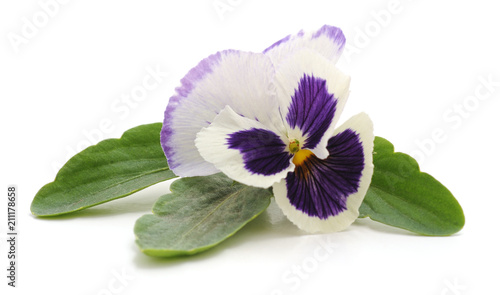 Foto Violet with leaves.