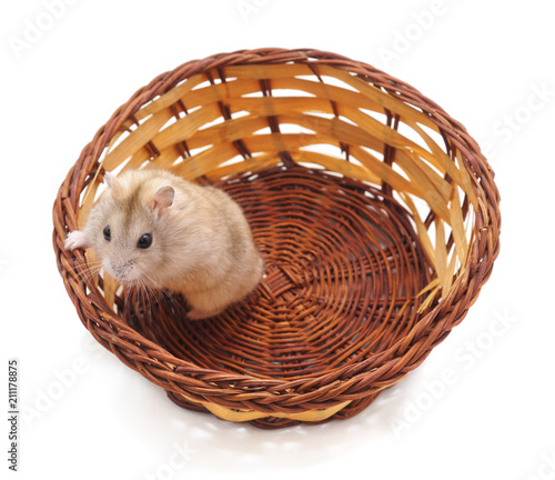 Hamster in a basket.