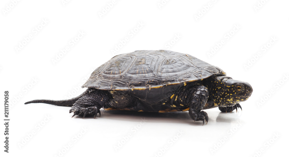 Obraz premium One big turtle.