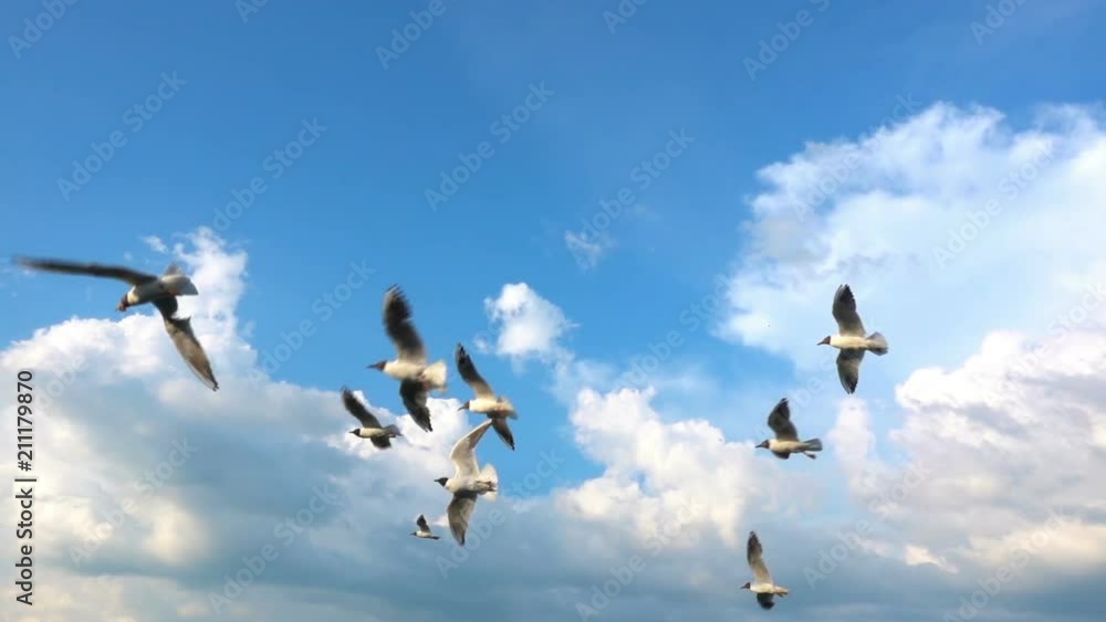 A flock of seagulls flies against the beautiful cloudy sky, slow motion, Catch in flight food A flock of seagulls flies against the beautiful cloudy sky, slow motion, Catch in flight food