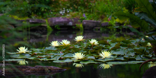 white water lilies