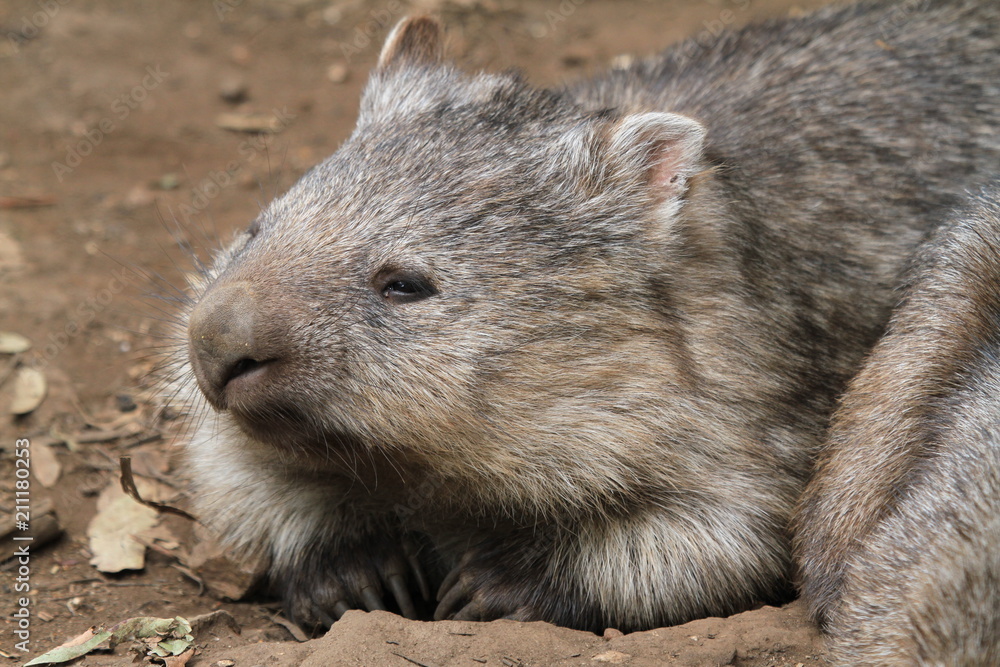 Portrait of native wombat kneeling down Portrait of native wombat kneeling down