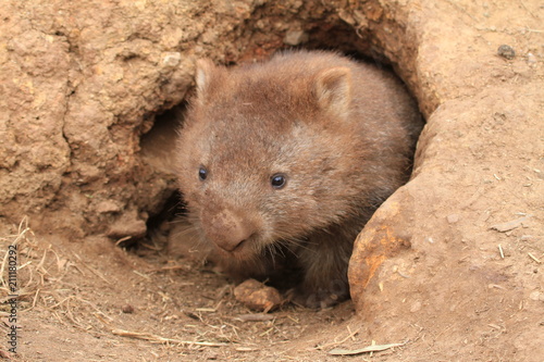 wombat with brown fur because of digging in sand