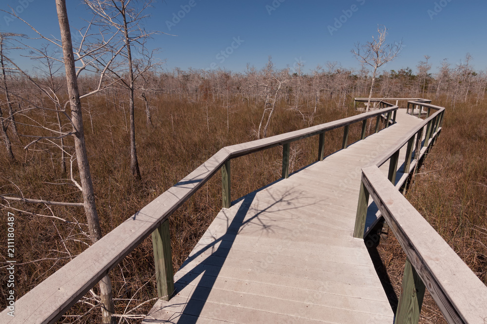 Wood swamp walkway into swamp environment in Everglades NP