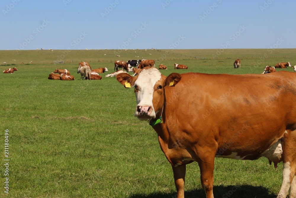 Grasende Kühe auf einer sommerlichen grünen Wiese, braune Kuh in einer Nahaufnahme