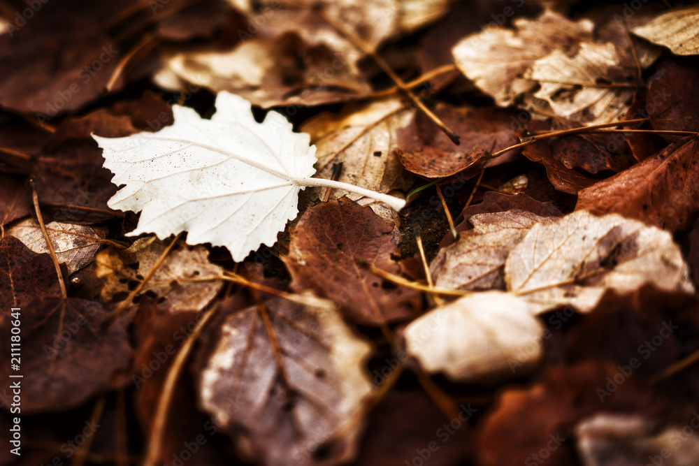Herbst Herbst