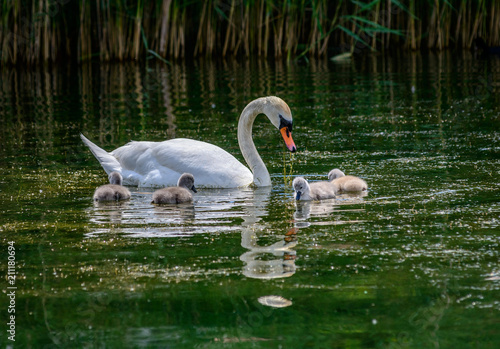 Billede på lærred Swans with their babies at Lake Constance