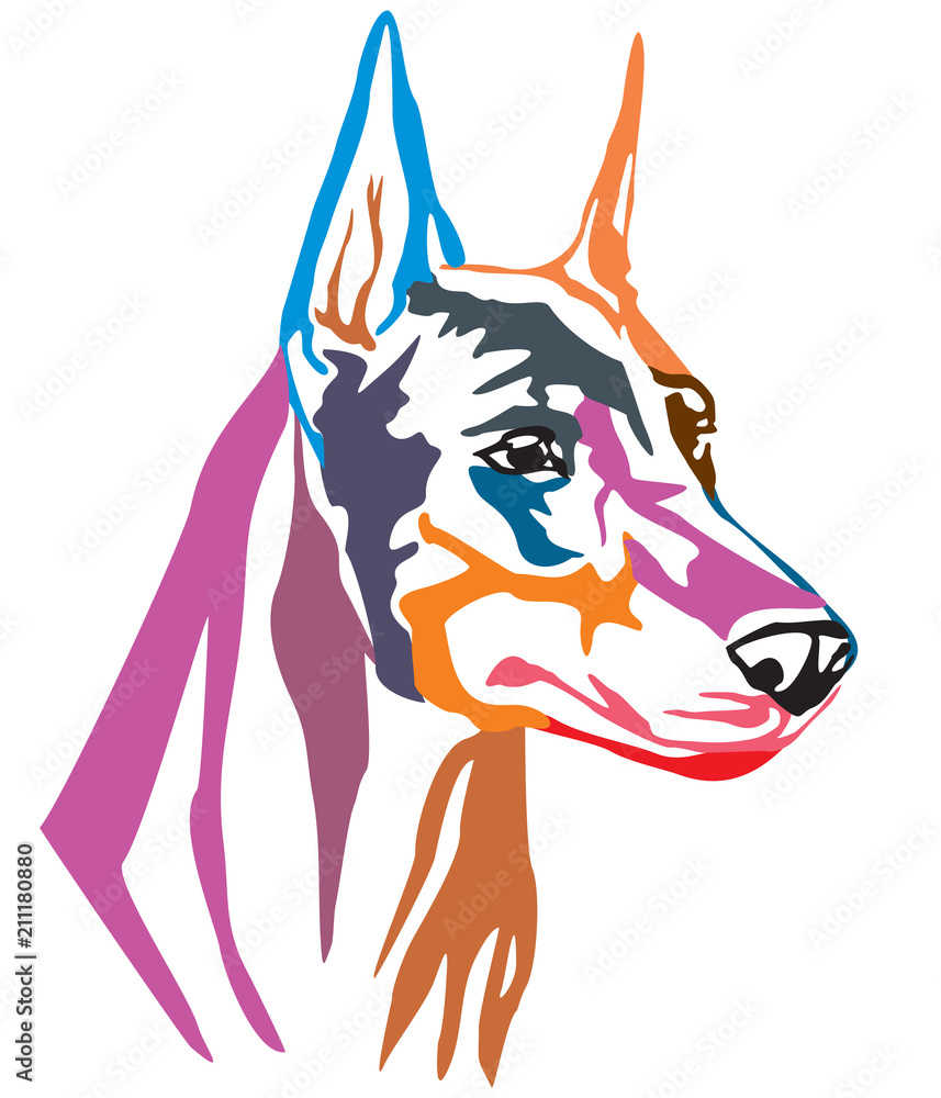 Colorful decorative portrait of Dog Dobermann vector illustration