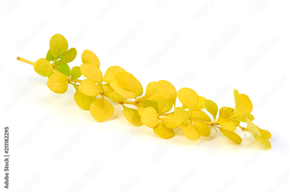 Fototapeta premium Spring blooming barberry branch with yellow leaves, template for text or design. Close-up.