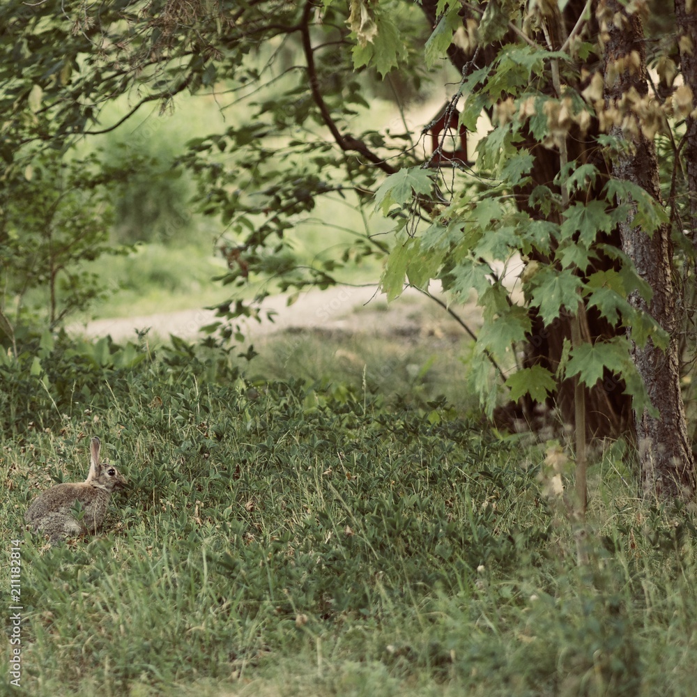 A small bunny(rabbit) in the forest
