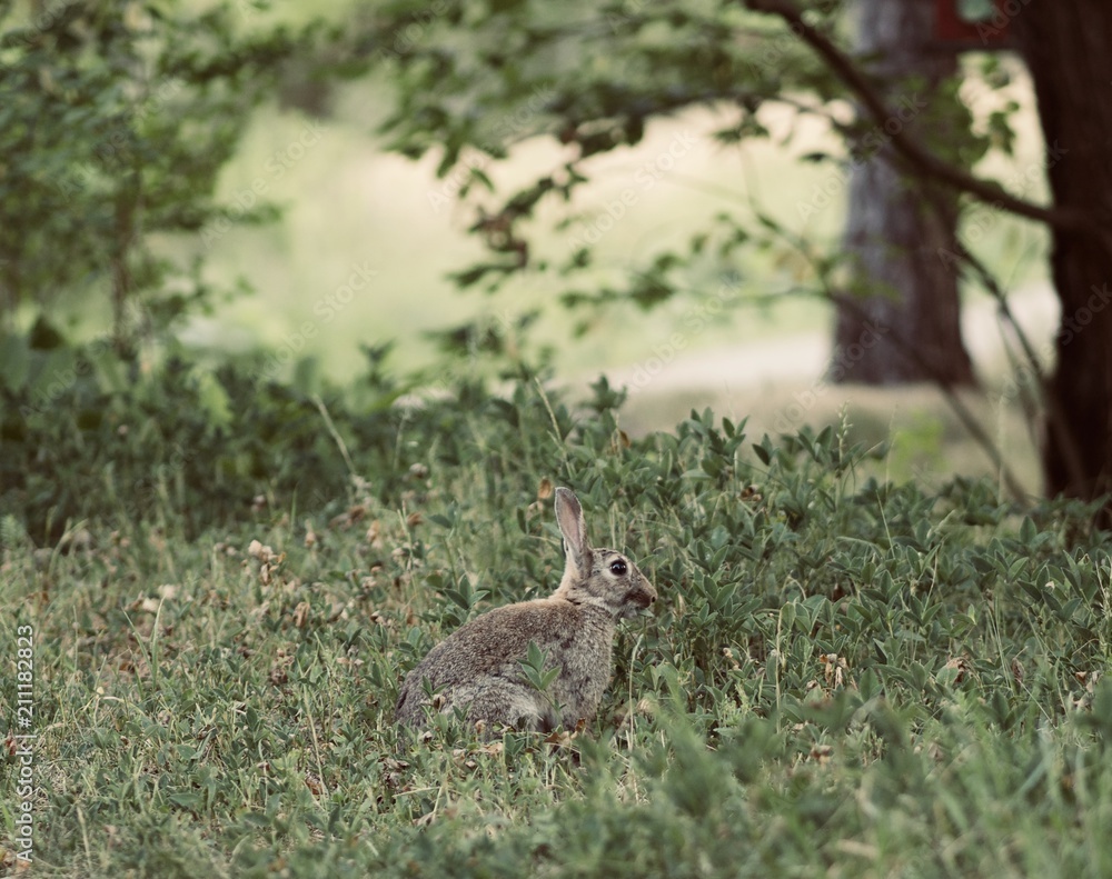 Fototapeta premium A small bunny(rabbit) in the forest