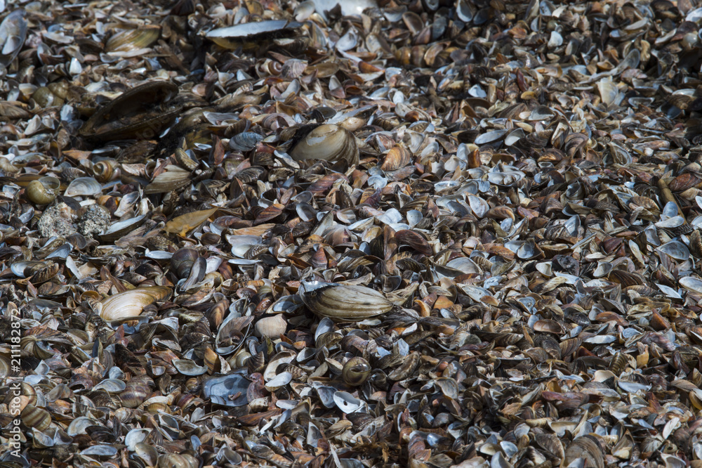 Colorful baltic sea shells textured background on beach. A beautiful natural beach pattern background. Environmental pollution Colorful baltic sea shells textured background on beach. A beautiful natural beach pattern background. Environmental pollution