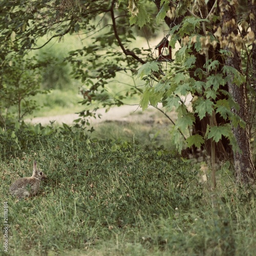 A small bunny(rabbit) in the forest