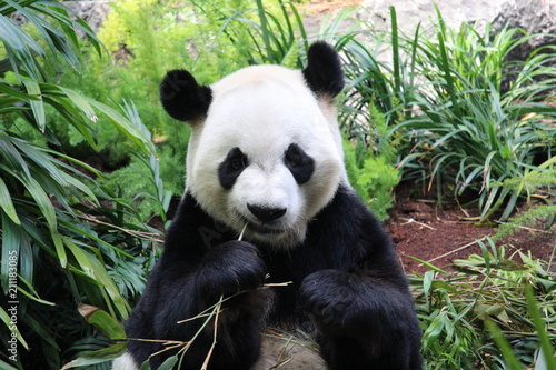 Panda eating Bamboo