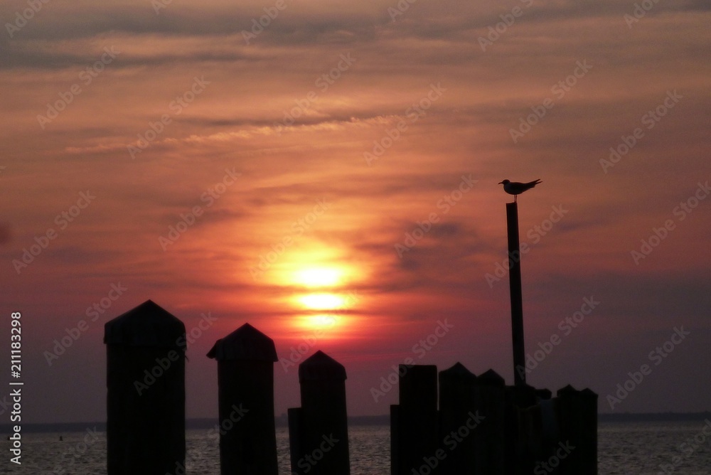 Summer Ocean sunrise reflection Dock Silhouette Seagull