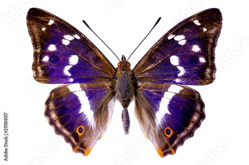 Apatura iris on a white background