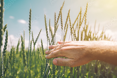 Farm worker examining spelt wheat crop development in cultivated field