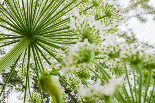 Giant Hogweed (Heracleum) seen from below.