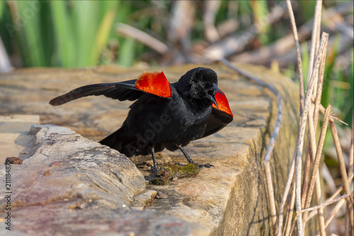 red wing blackbird dancing